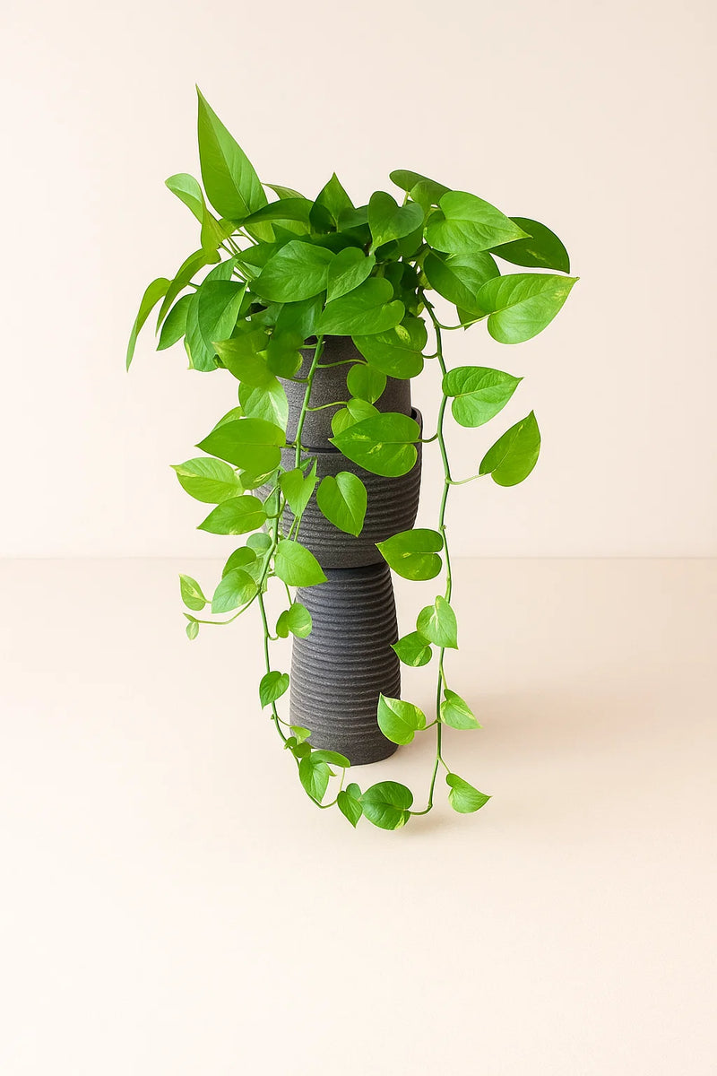 jade pothos for sale Pothos Jade – ShopTropicals