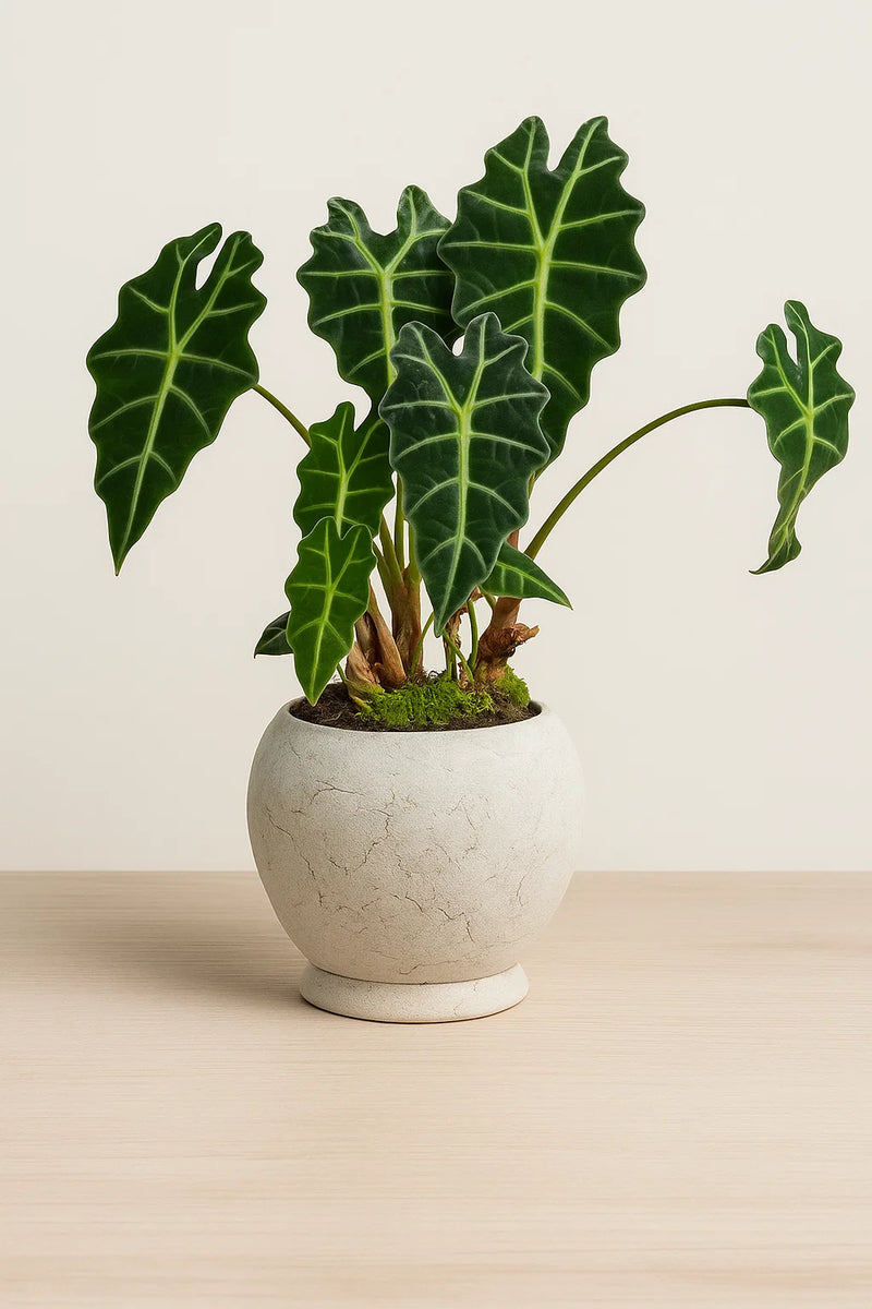 Alocasia Polly Amazonica – ShopTropicals
