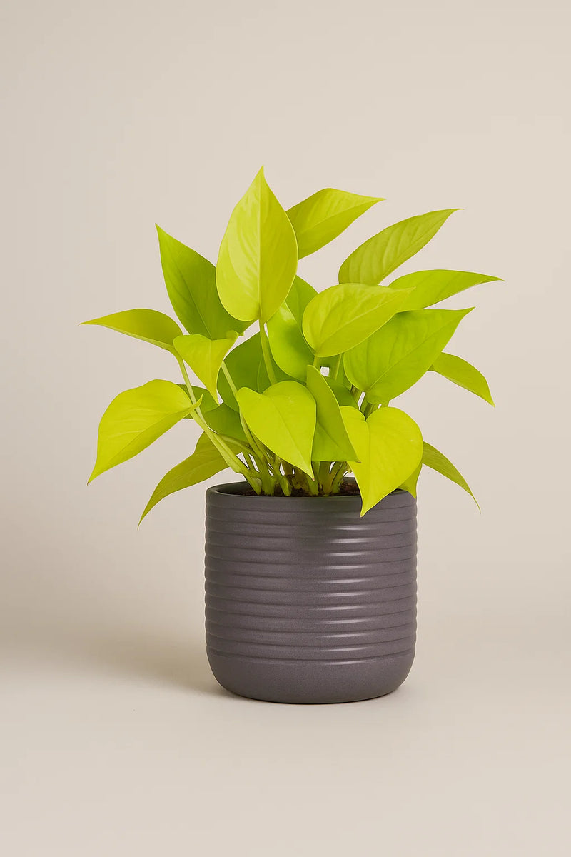 chartreuse pothos Pothos Neon – ShopTropicals
