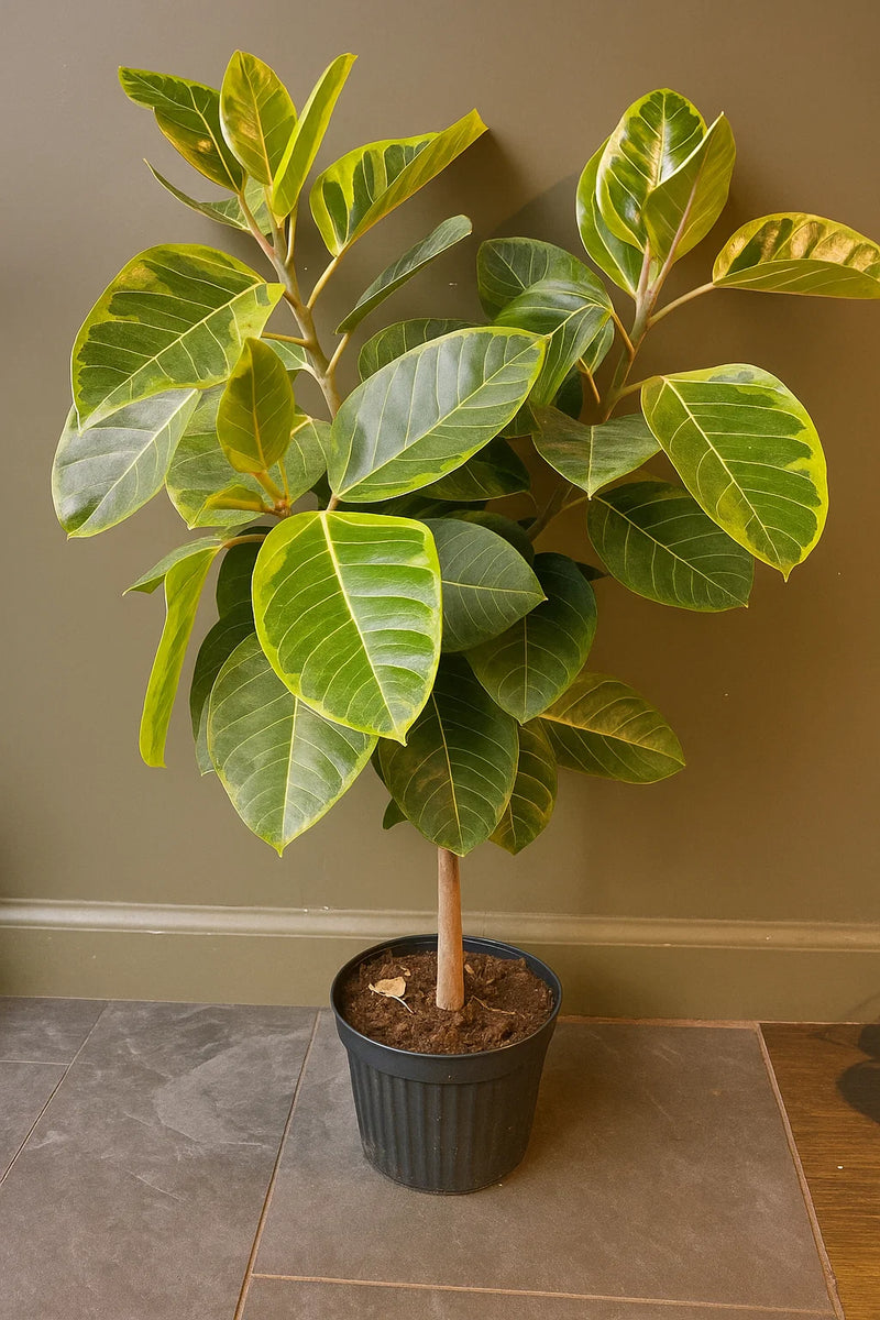 green ficus plant Ficus Altissima Yellow Gem Standard – ShopTropicals