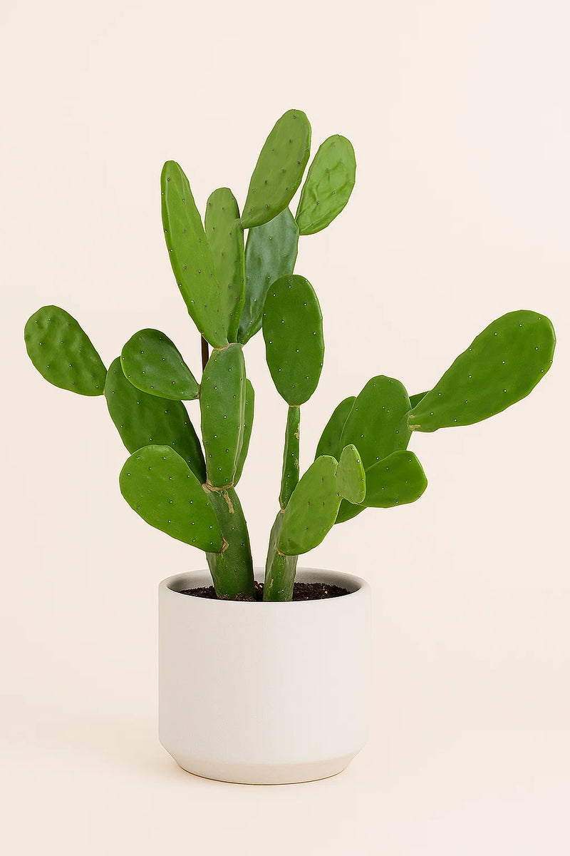 prickly pear cactus in pot Cactus Prickly Pear – ShopTropicals