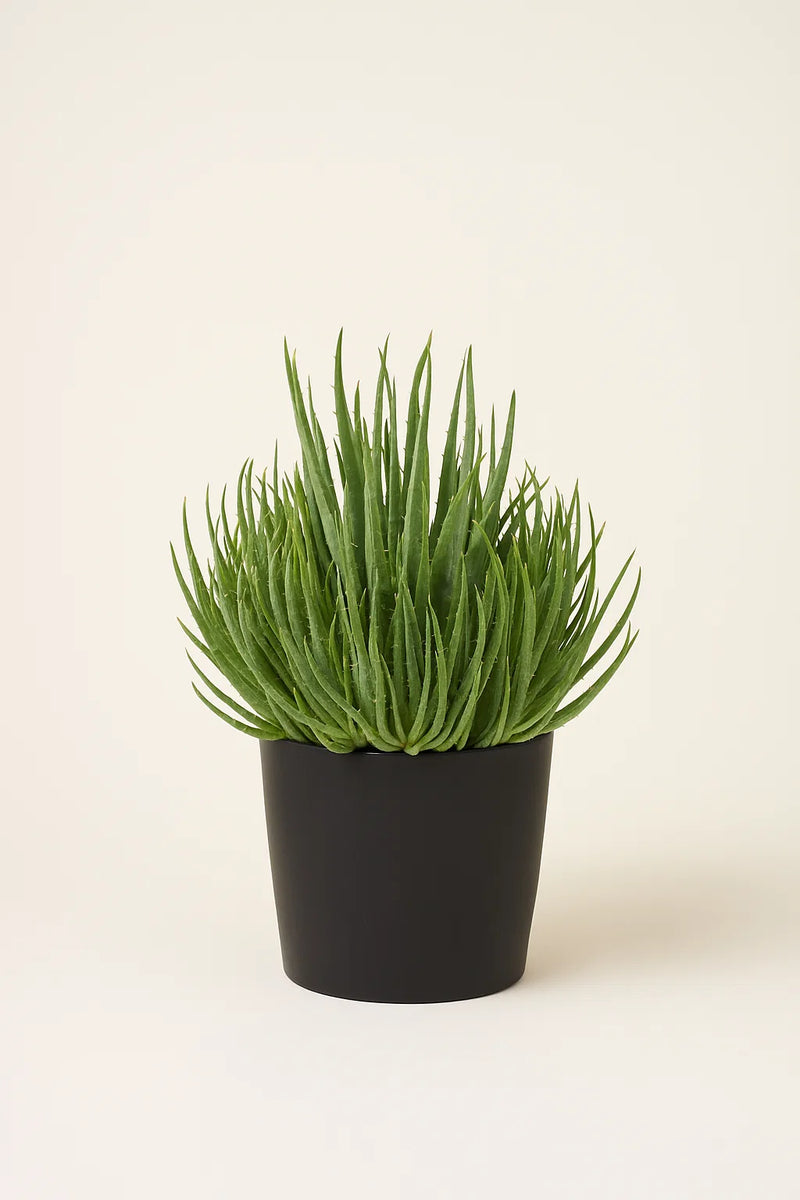 spiky aloe succulent Aloe Hedgehog – ShopTropicals