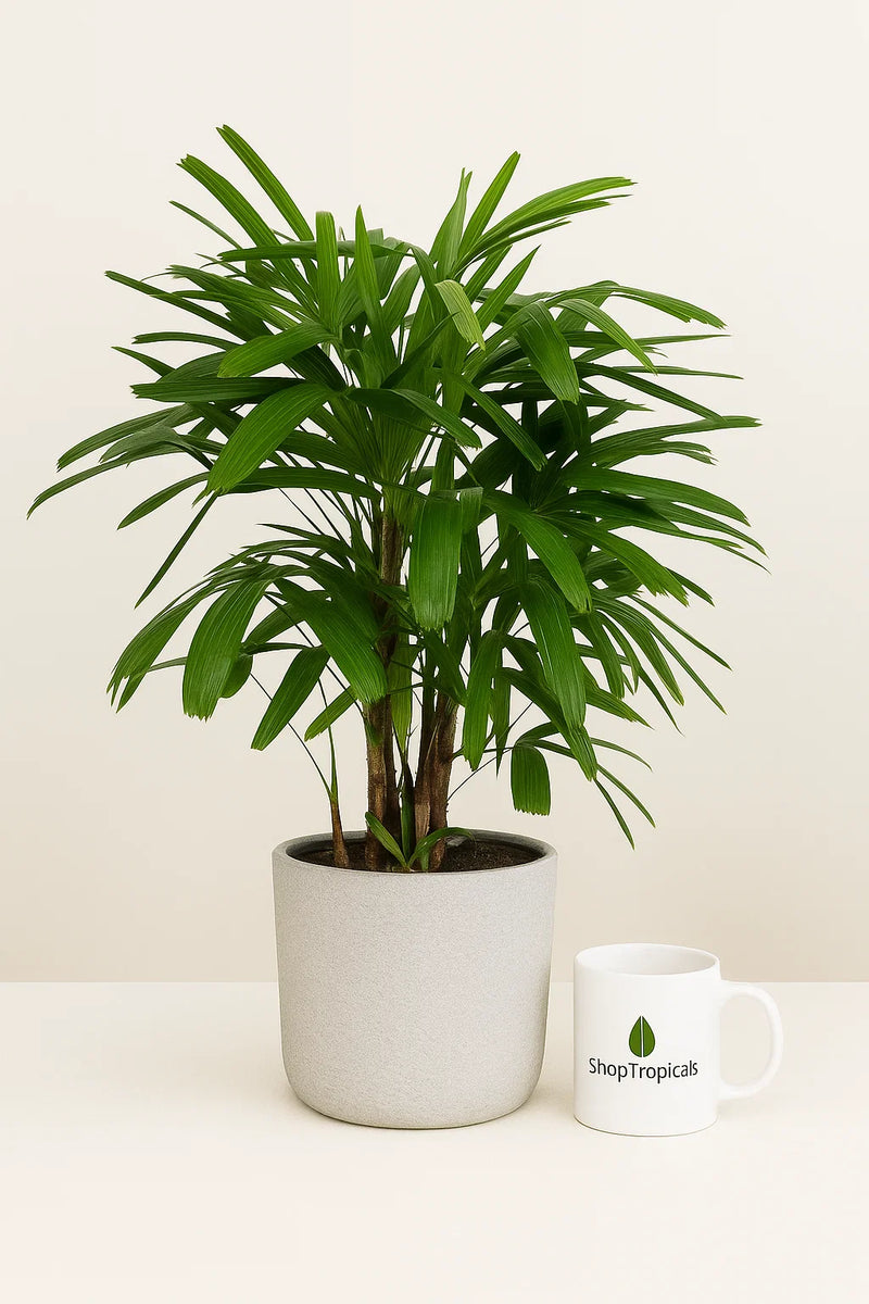pineapple palm indoor plant Palm Rhapis Excelsa – ShopTropicals