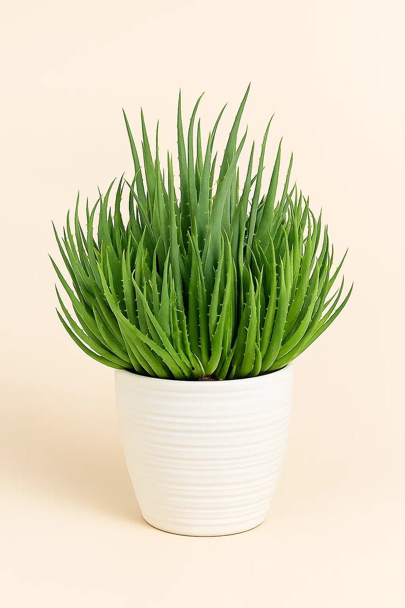 Aloe Hedgehog – ShopTropicals