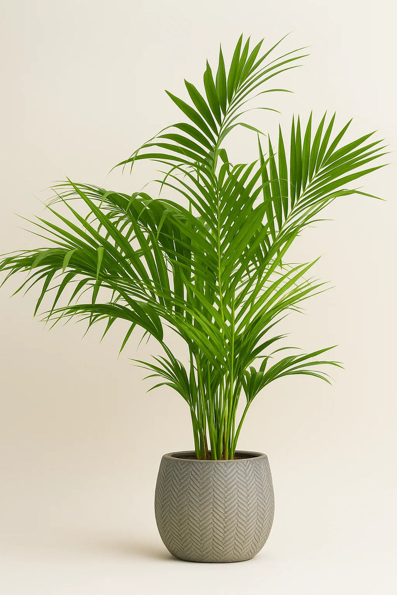 Palm Howea Kentia – ShopTropicals
