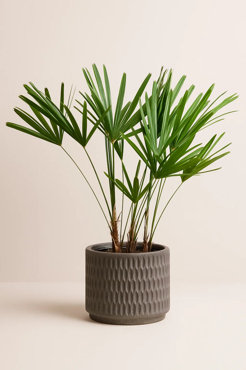 palm indoor plant Palm Rhapis Excelsa – ShopTropicals