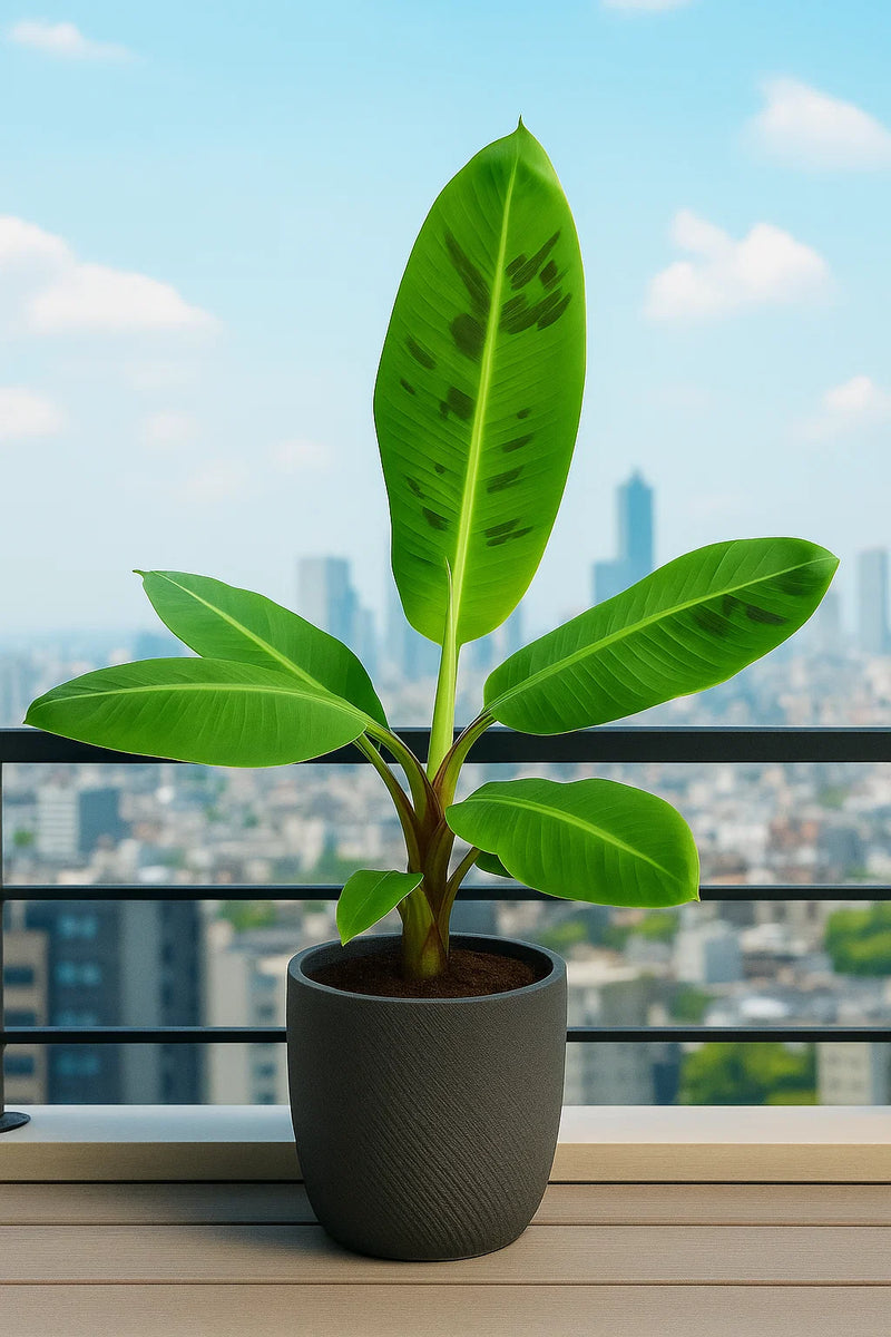 Banana Chiquita – ShopTropicals