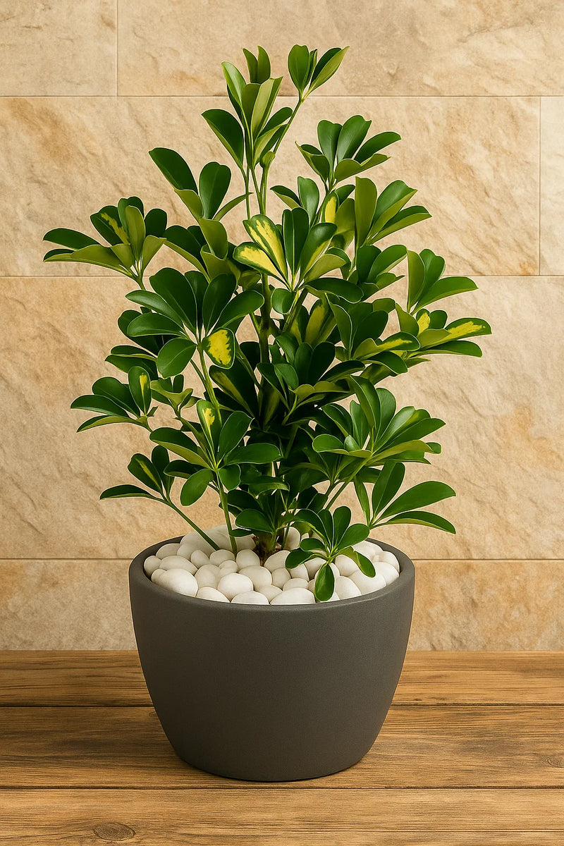 schefflera arboricola capella column Schefflera Arboricola Gold Capella – ShopTropicals