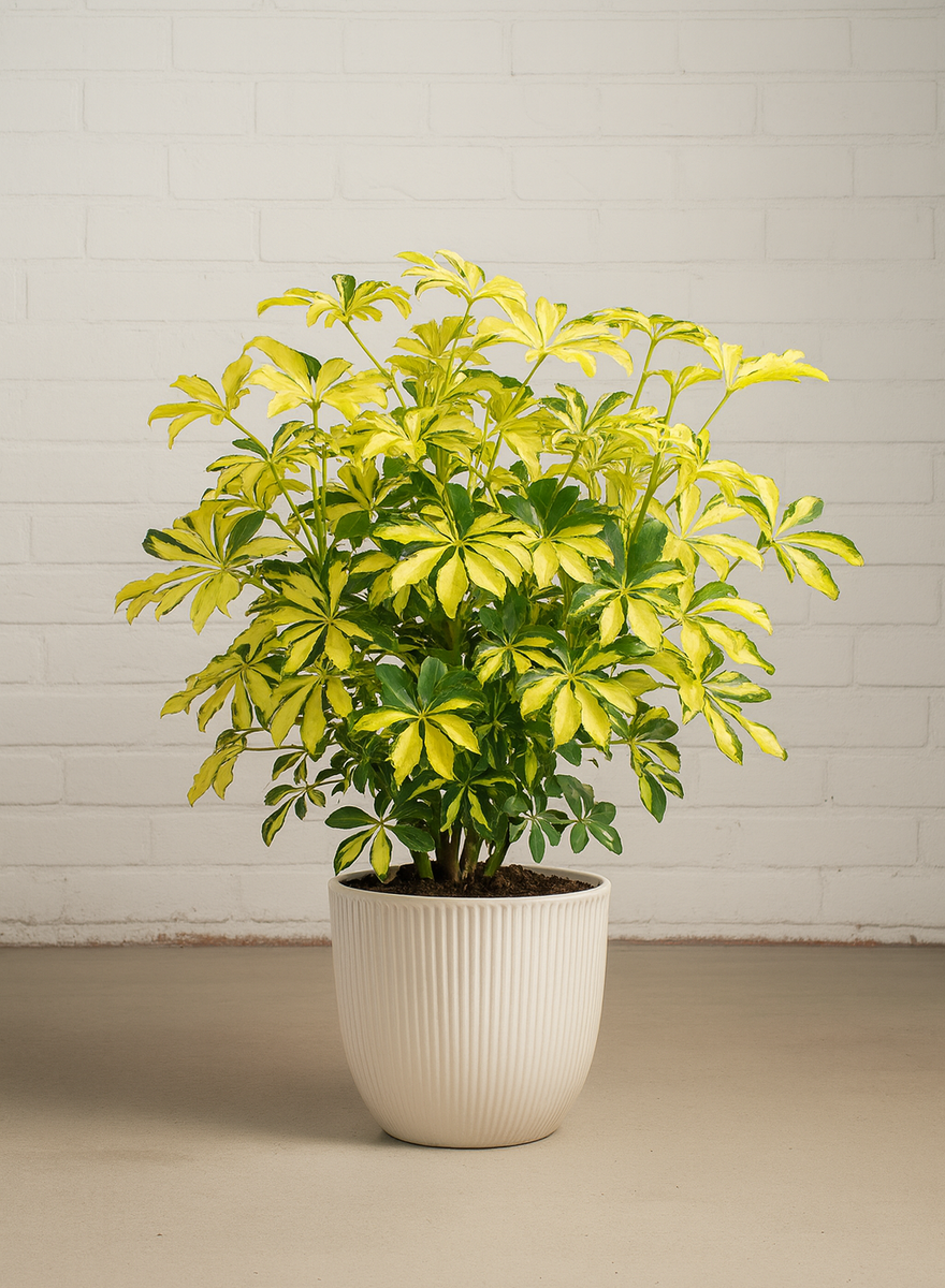 arboricola vs schefflera Schefflera Arboricola Trinette – ShopTropicals