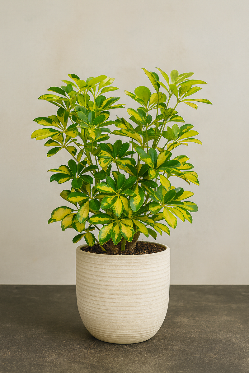 Schefflera Arboricola Gold Capella – ShopTropicals