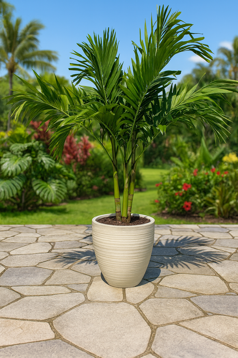 outdoor tropical palm plants Palm Veitchia Adonidia