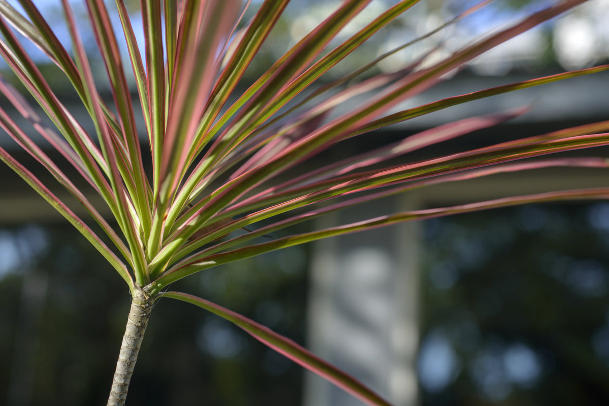 false dracaena red sensation Dracaena Colorama Red – ShopTropicals