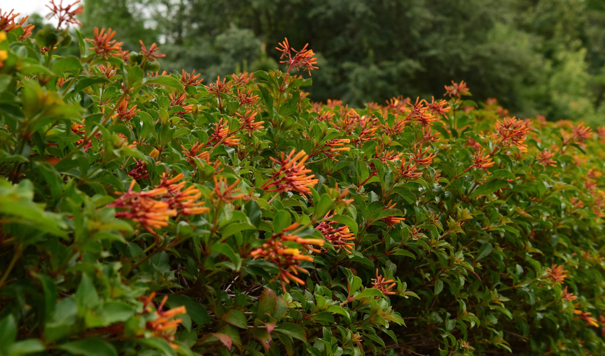 firebush succulent Firebush Dwarf – ShopTropicals