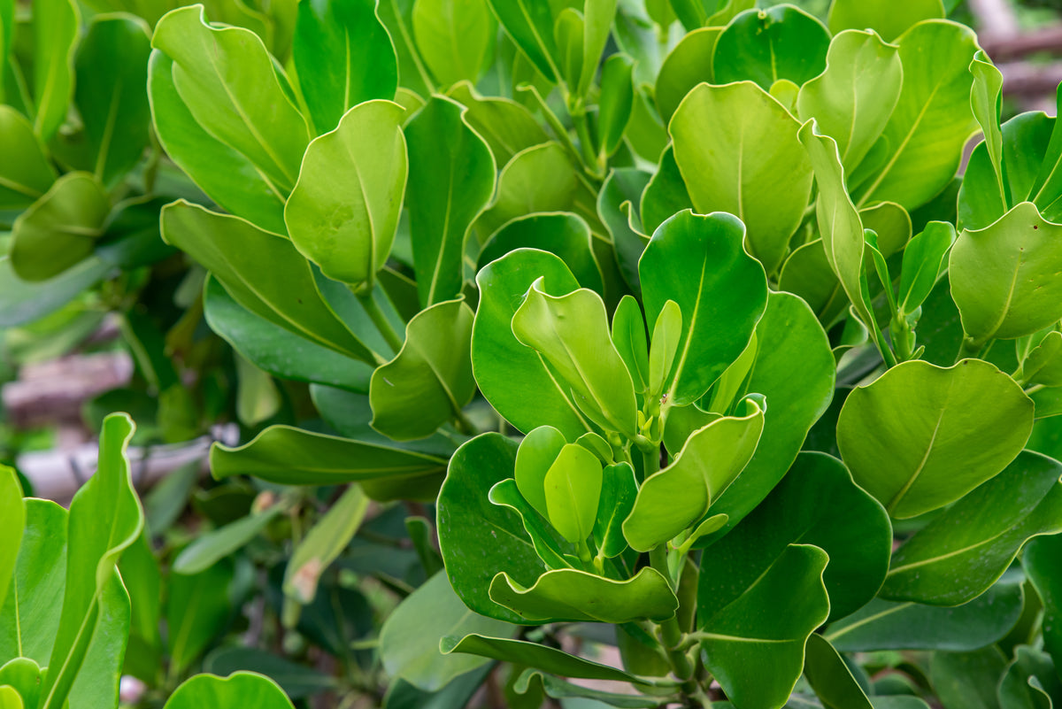 Garcinia Achacha – ShopTropicals