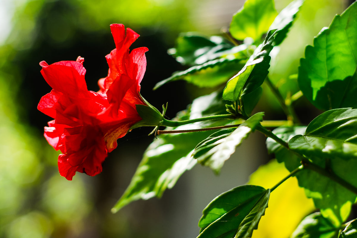 Hibiscus Red Double Tree Reg – ShopTropicals