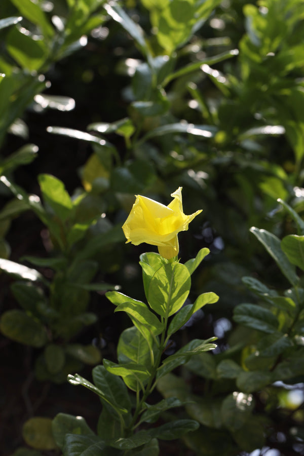 10" / 3 Gl Mandevilla Vine Yellow On A Trellis / Buds-Blooms