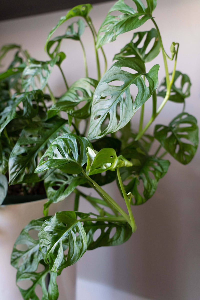 swiss cheese plant small Monstera Swiss Cheese – ShopTropicals