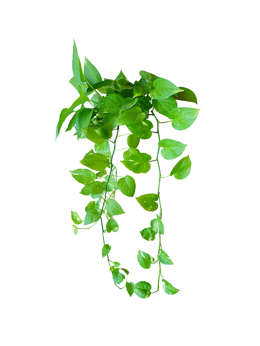 buy jade pothos Pothos Jade – ShopTropicals