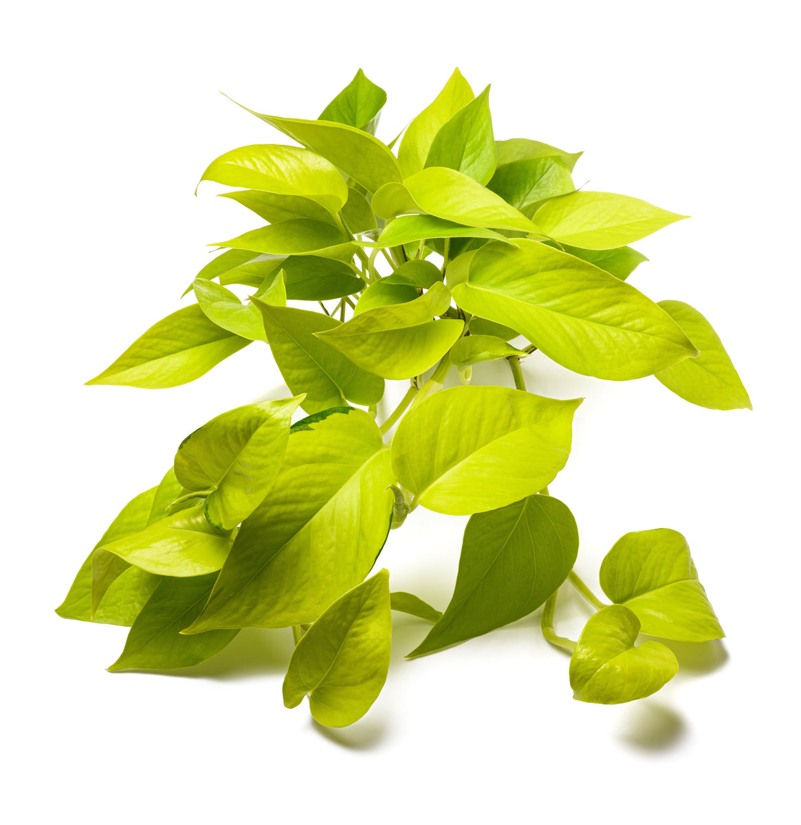Pothos Neon  ShopTropicals