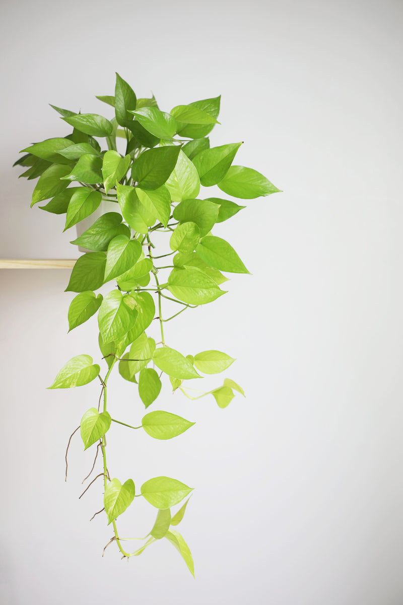 neon pothos hanging basket Pothos Neon Hanging Basket – ShopTropicals