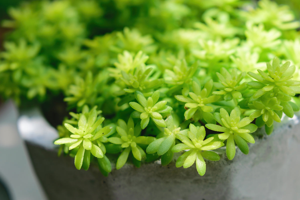 golden moss indoor plant Sedum Gold Moss – ShopTropicals