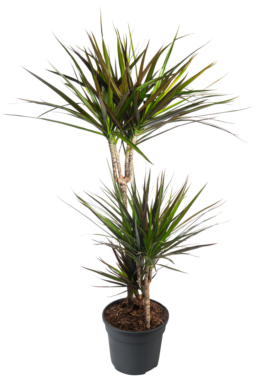 dracaena marginata braune spitzen Dracaena Marginata Open Wave Braid – ShopTropicals