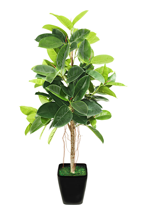14" Ficus Audrey Braid