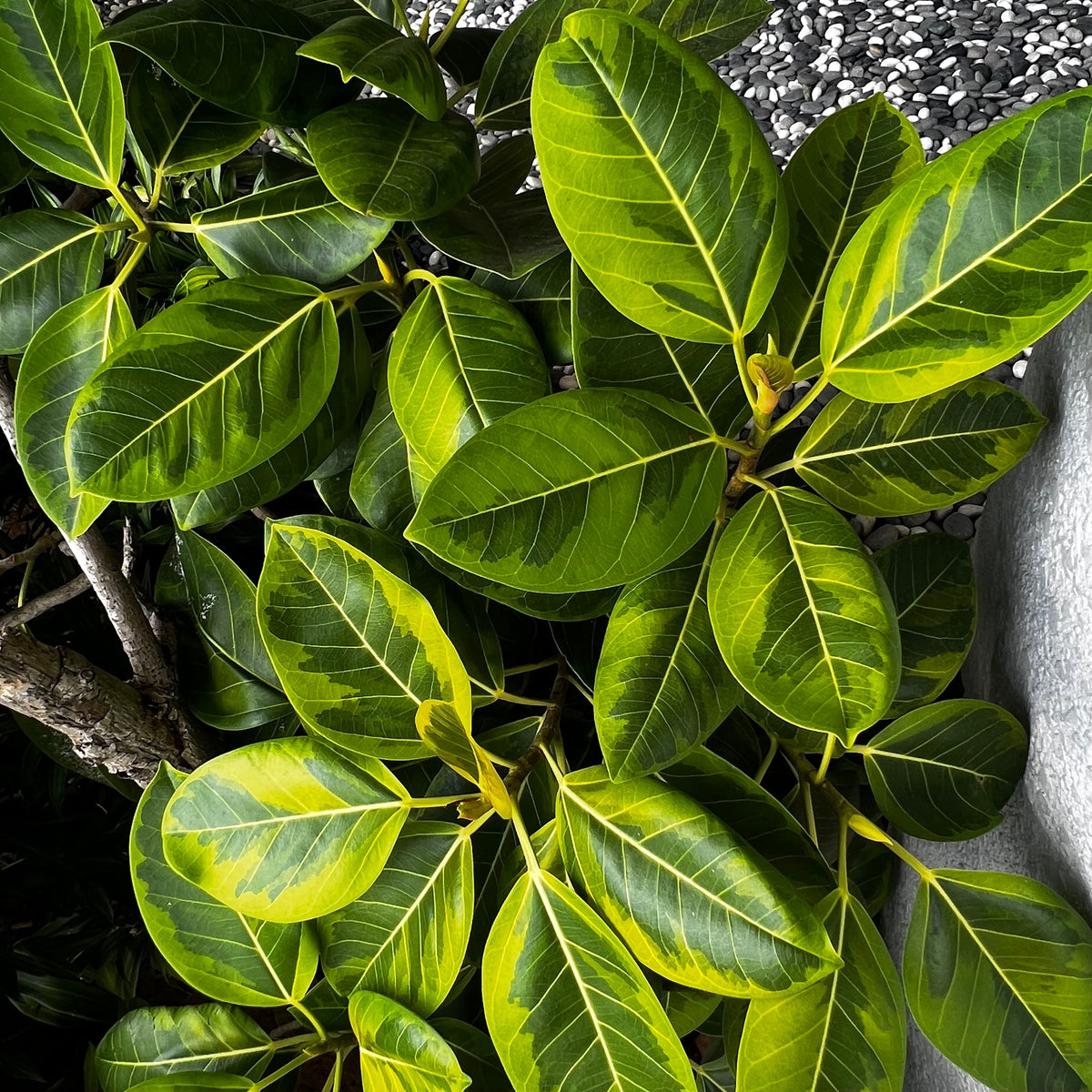 altissima ficus Ficus Altissima Yellow Gem Standard – ShopTropicals