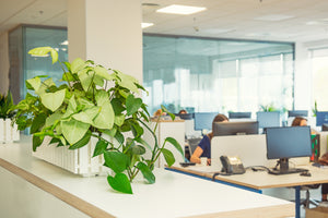 Create a Sense of Wellness and Vitality in the Workplace with Live Indoor Plants