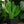 Load image into Gallery viewer, Cactus Prickly Pear Variegated
