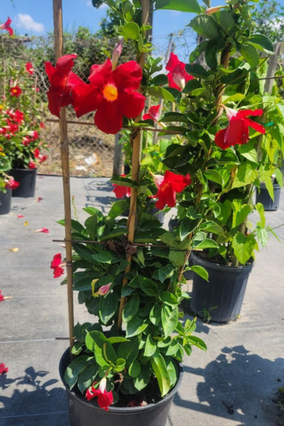 mandevilla trellis plant Mandevilla Assorted In A Trellis – ShopTropicals