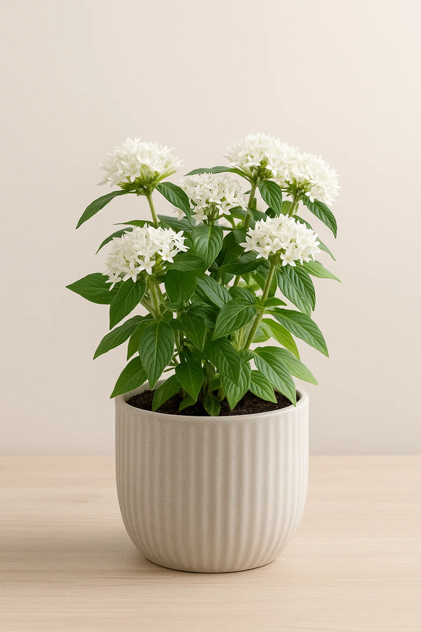 white indoor flower plant Pentas White (No blooms) – ShopTropicals
