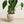 Load image into Gallery viewer, Alocasia Polly Amazonica
