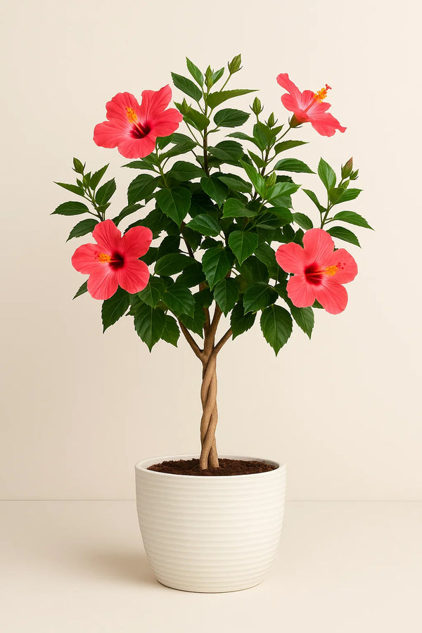 Hibiscus Painted Lady Bush Reg