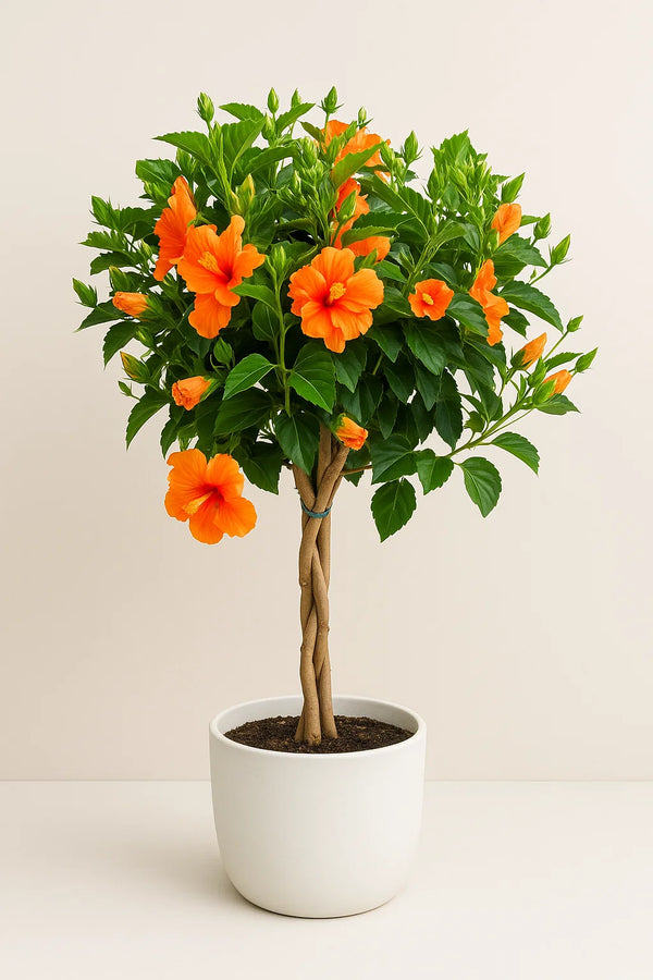 Hibiscus Double Peach Tree Reg