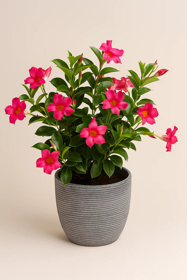 Dipladenia Pink Bush
