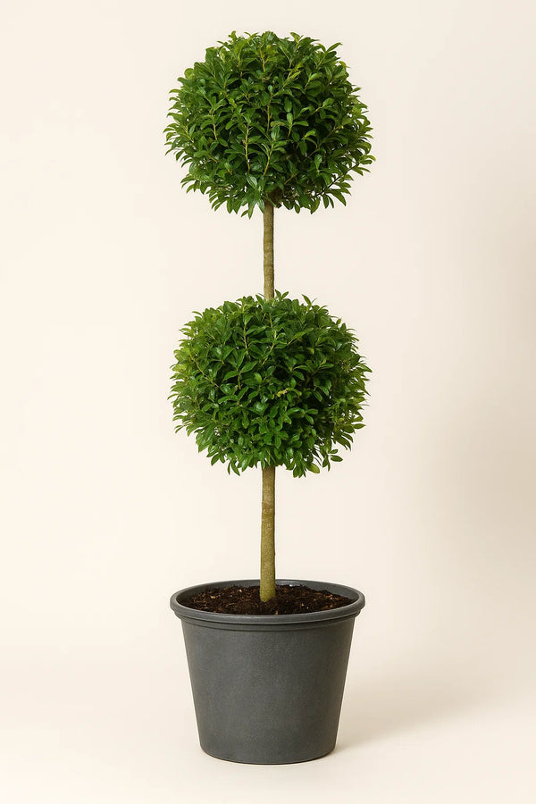 Eugenia Topiary 2 Ball