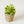 Load image into Gallery viewer, Peperomia
