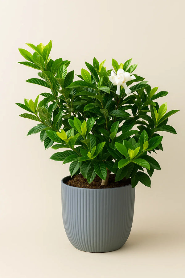 Gardenia Miami Supreme Grafted