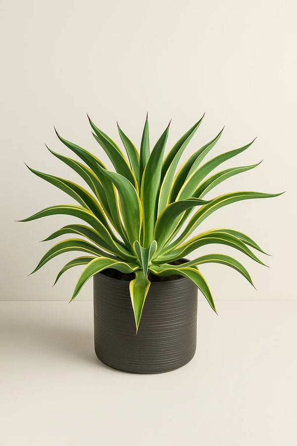 Agave Lurida Varigated