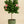 Load image into Gallery viewer, Hibiscus Anderson Crape Tree Reg
