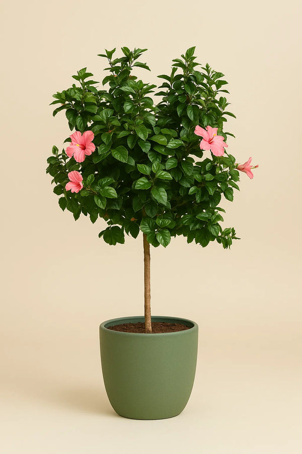 Hibiscus Anderson Crape Tree Reg