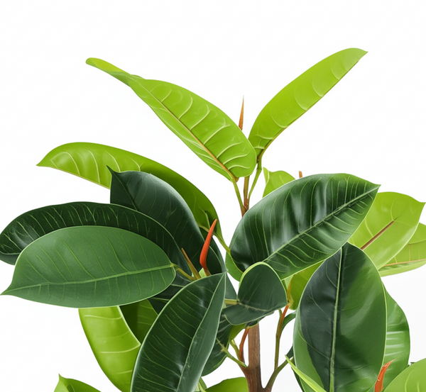 Ficus Audrey Braid