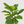 Load image into Gallery viewer, Fiddle Leaf Fig Tree
