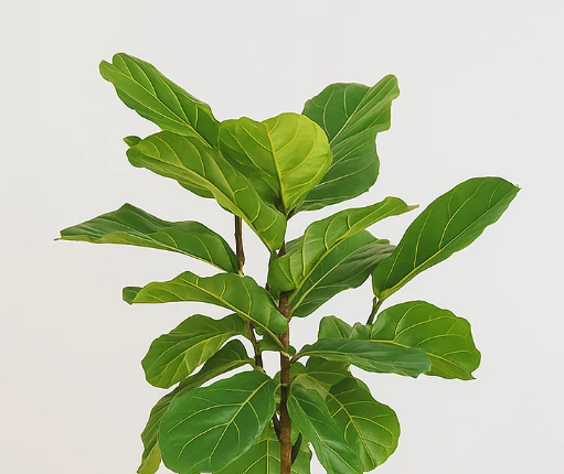 Fiddle Leaf Fig Tree