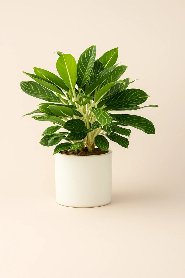aglaonema maria Aglaonema Maria – ShopTropicals
