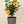 Load image into Gallery viewer, Hibiscus Orange Pride Tree Reg
