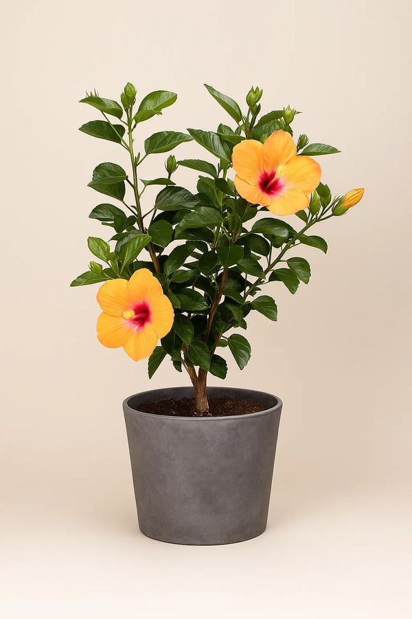 Hibiscus Orange Pride Tree Reg