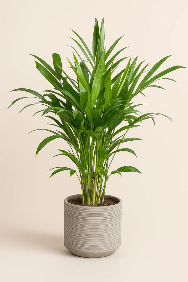 cat palm air purifier Palm Chamaedorea Cataractarum – ShopTropicals