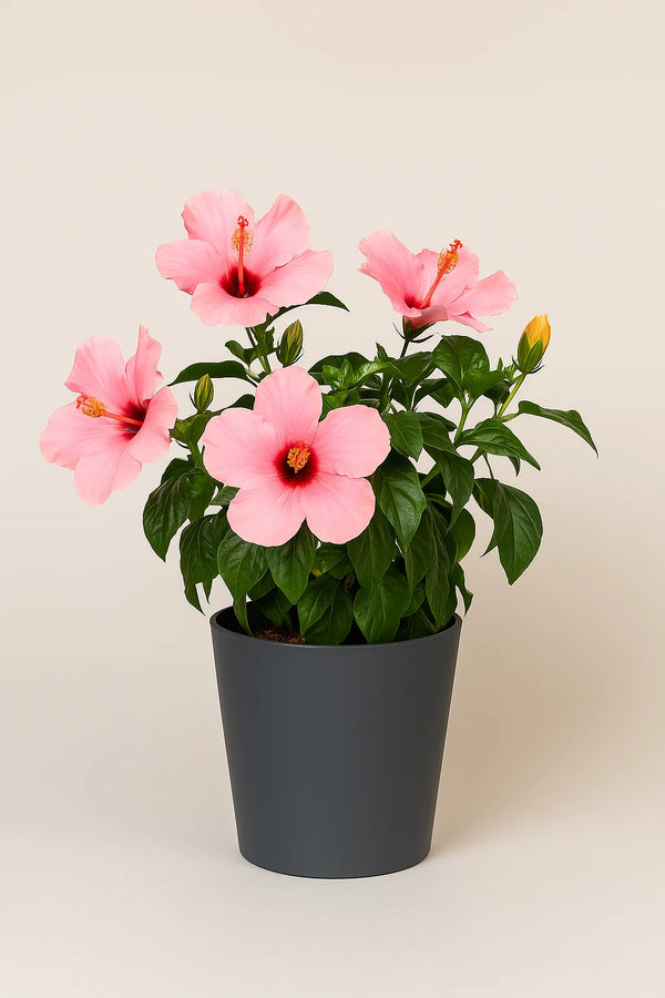 Hibiscus Seminole Pink Bush Reg